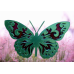 Butterfly Magnet (Design 3)