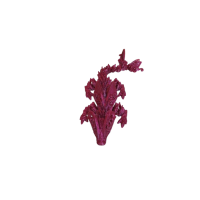Baby Butterfly Dragon (closed wing)