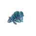Beta Fish
